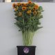 girasoli