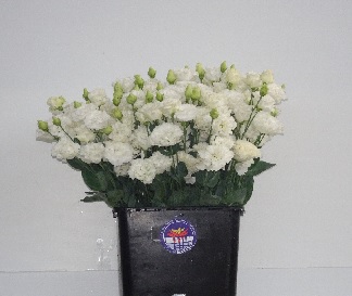 Lisianthus Bianco