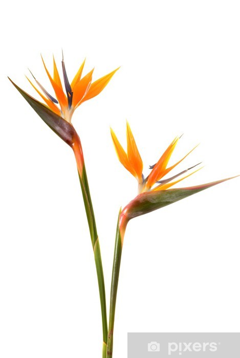 Bird of paradise flower (Strelitzia reginae) isolated on white b