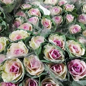 BRASSICA CAVOLI ORNAMENTALI