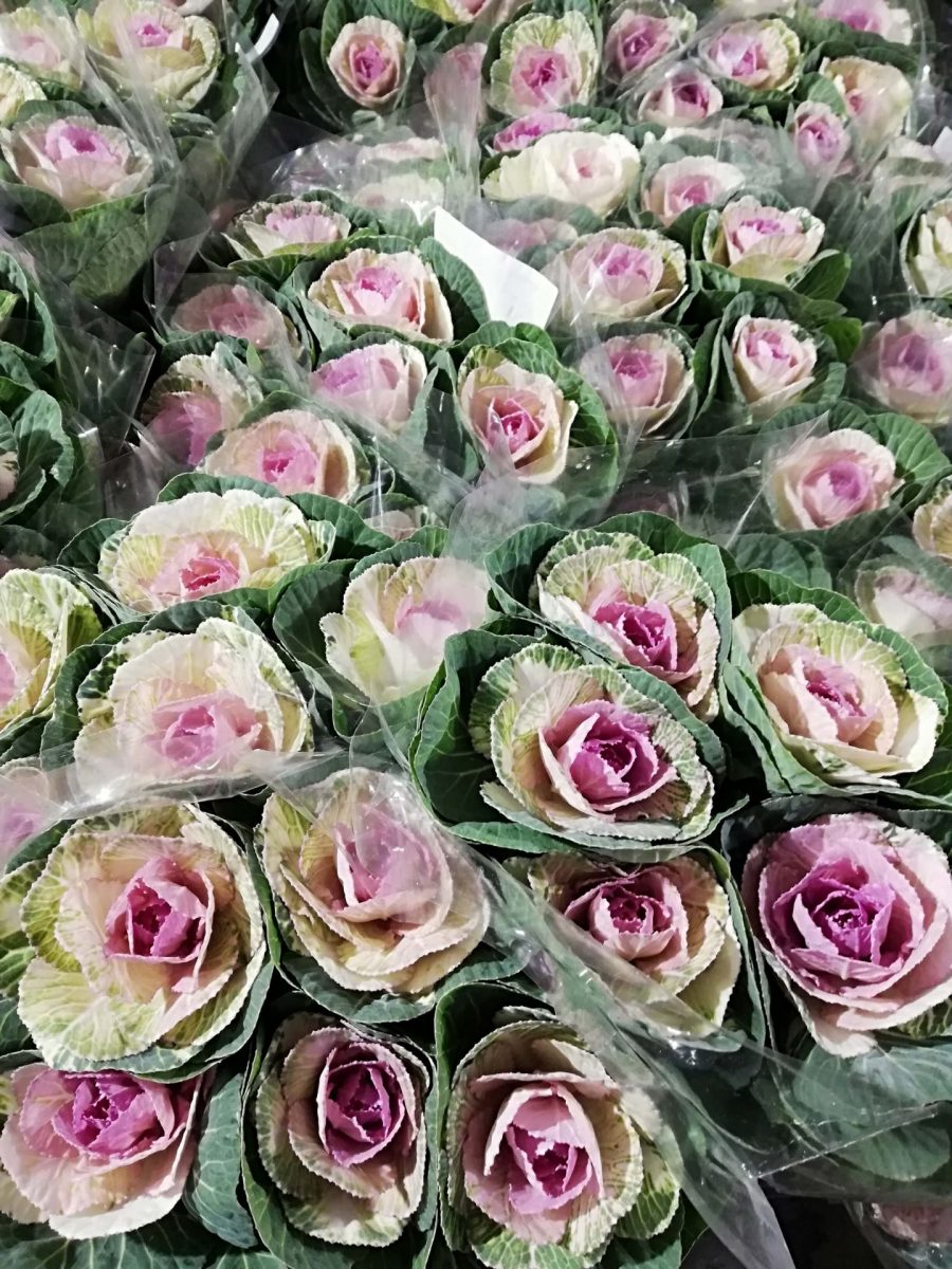 BRASSICA CAVOLI ORNAMENTALI