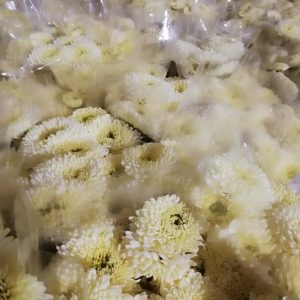 25 STELI CRISANTEMINA MISTRAL (INVERNALE)