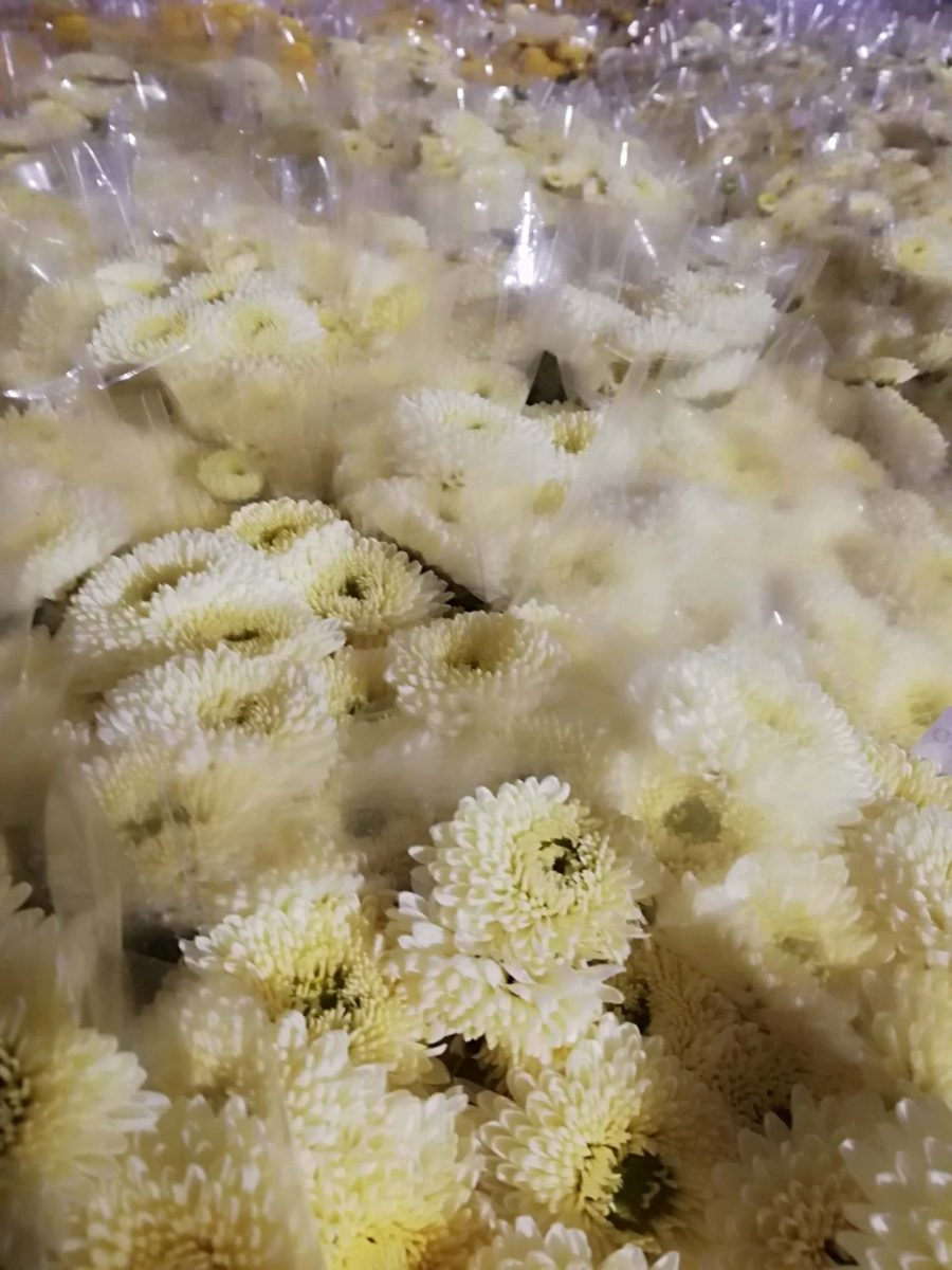 25 STELI CRISANTEMINA MISTRAL (INVERNALE)