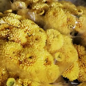 25 STELI CRISANTEMINA MISTRAL (INVERNALE)