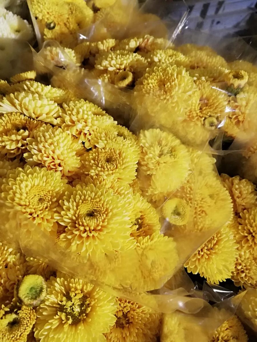 25 STELI CRISANTEMINA MISTRAL (INVERNALE)