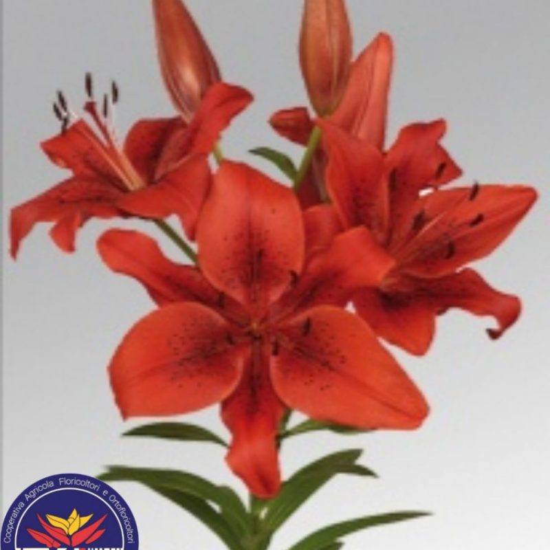 lilium rosso