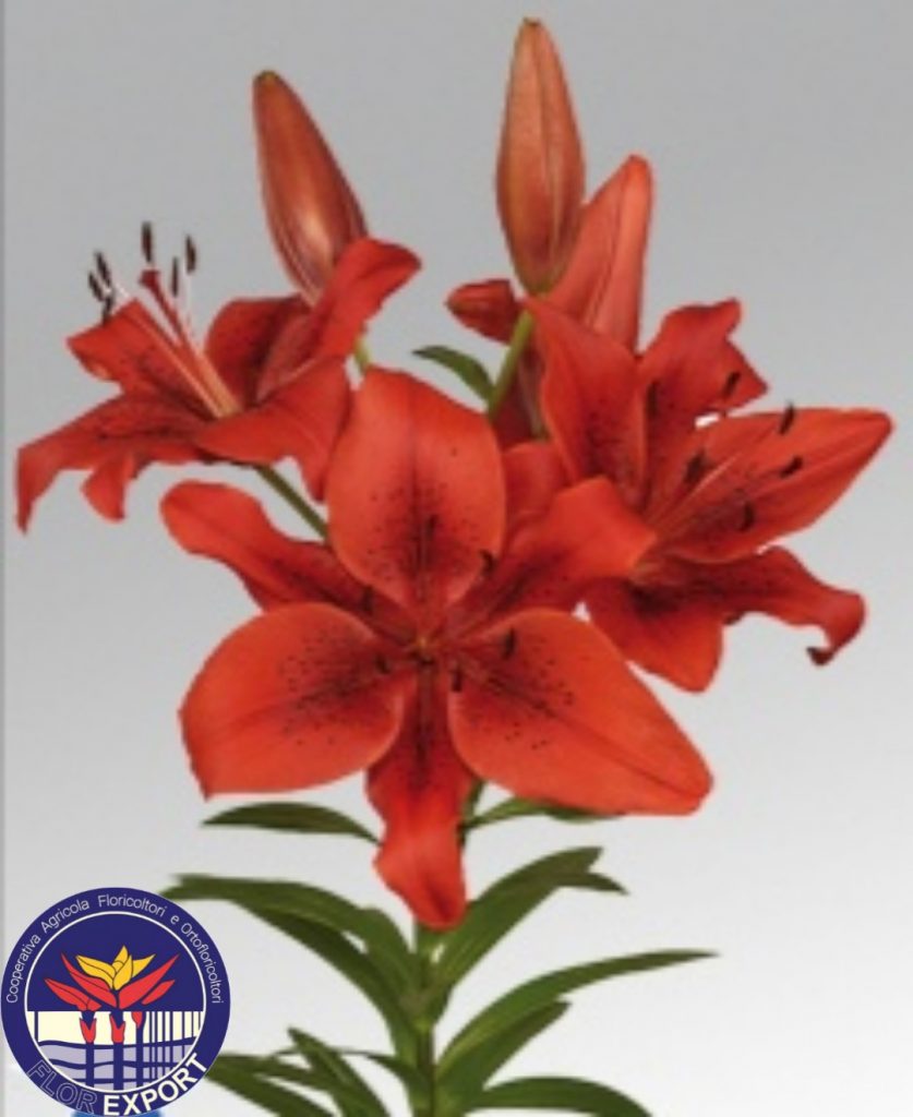 lilium rosso