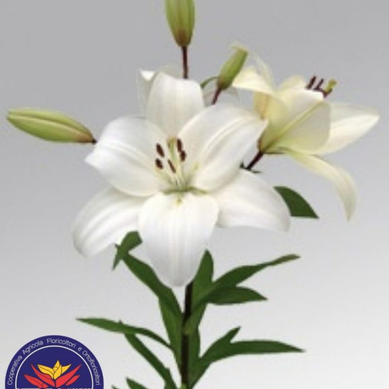 lilium bianco