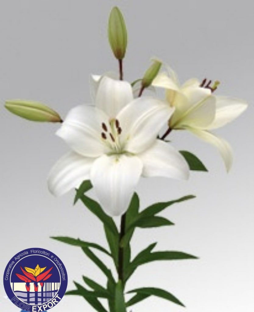 lilium bianco