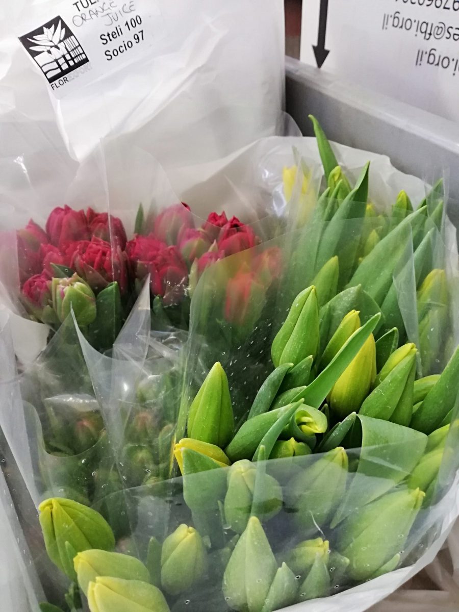 20st. TULIPANI GIALLI