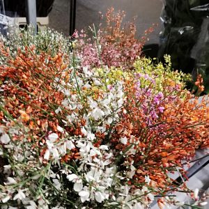 ginestrina , ginestra