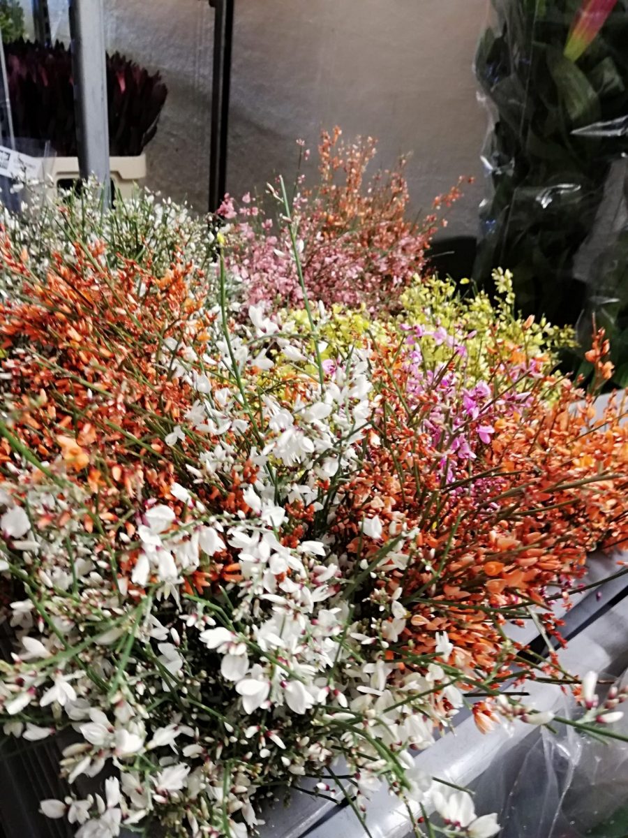 ginestrina , ginestra