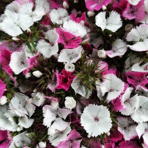Diantus cinesino bianco e rosa 30 st