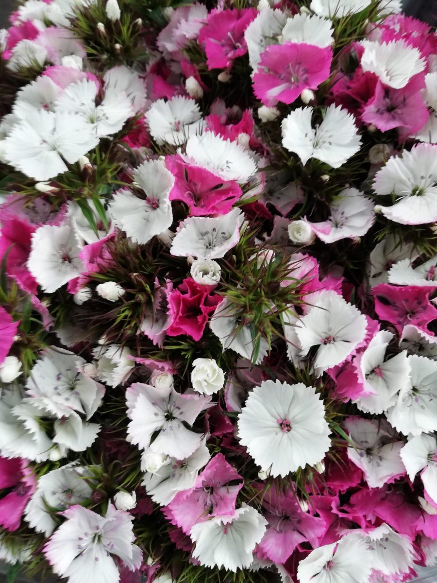 Diantus cinesino bianco e rosa 30 st