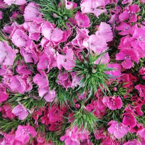 DIANTUS CINESINO ROSA 30 ST