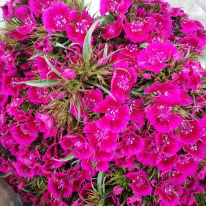 Diantus Cinesino Fuxia 30 steli