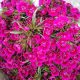 Diantus Cinesino Fuxia 30 steli