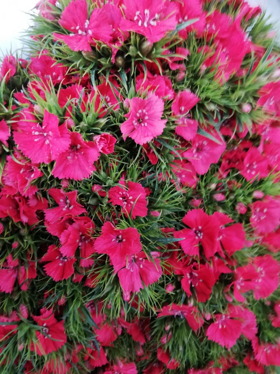 Diantus Cinesino 30 steli