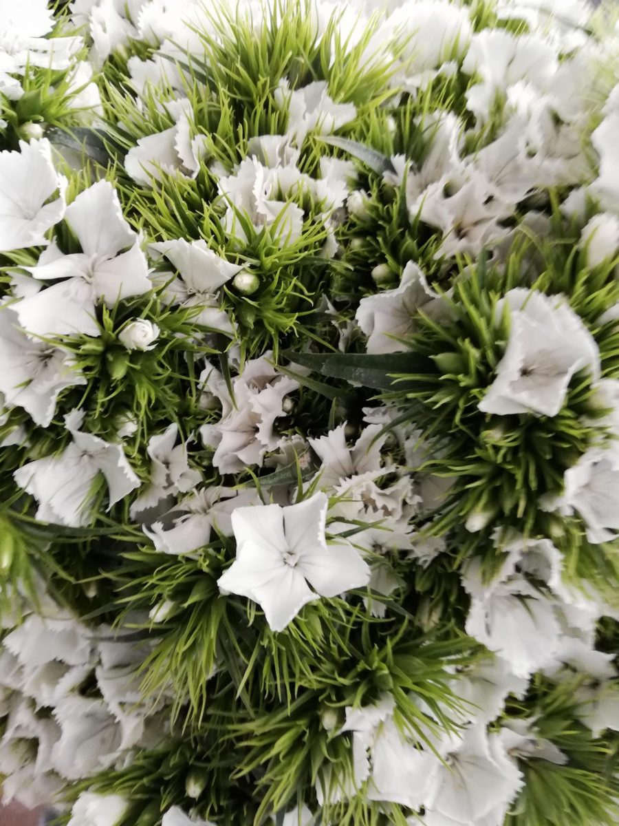 Diantus (Cinesino) bianco