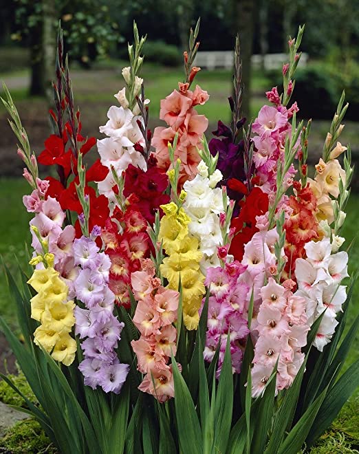 gladioli